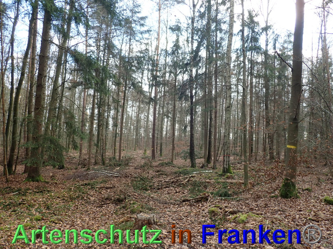 © Artenschutz in Franken® Bild zum Eintrag (1039520-160)