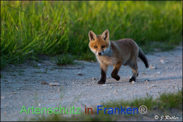 © Artenschutz in Franken® / Johannes Rother Bild zum Eintrag (1039580-160)