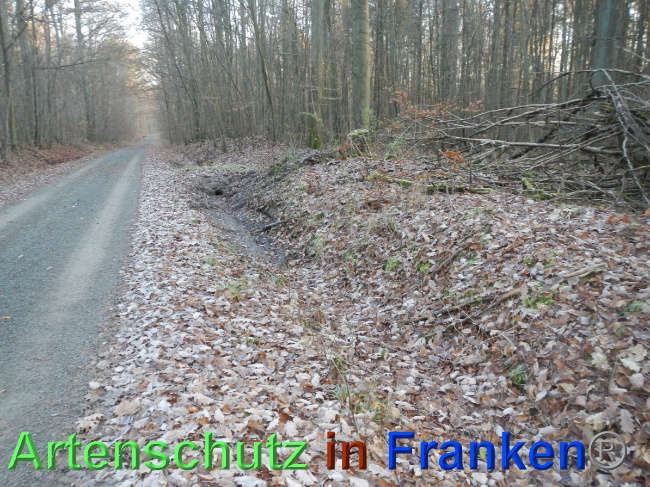 © Artenschutz in Franken® Bild zum Eintrag (1039584-160)