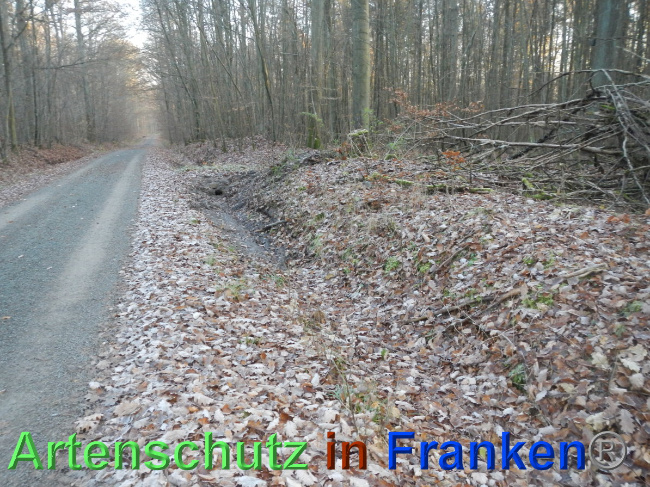 Bild zum Eintrag (1039584-160)