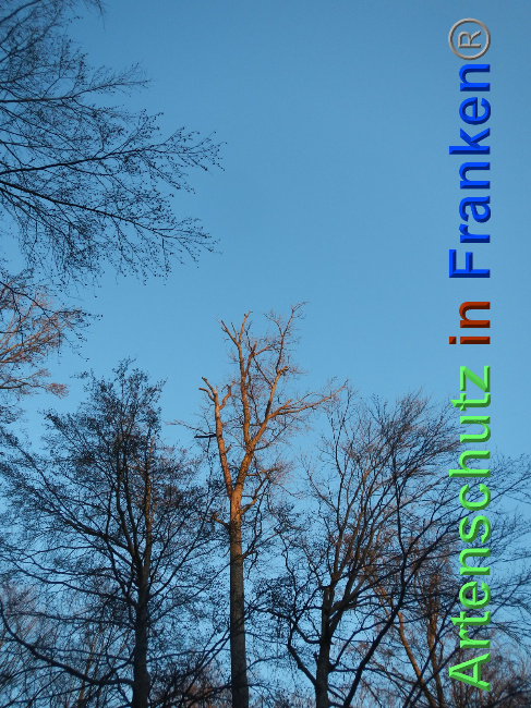 © Artenschutz in Franken® Bild zum Eintrag (1039590-160)