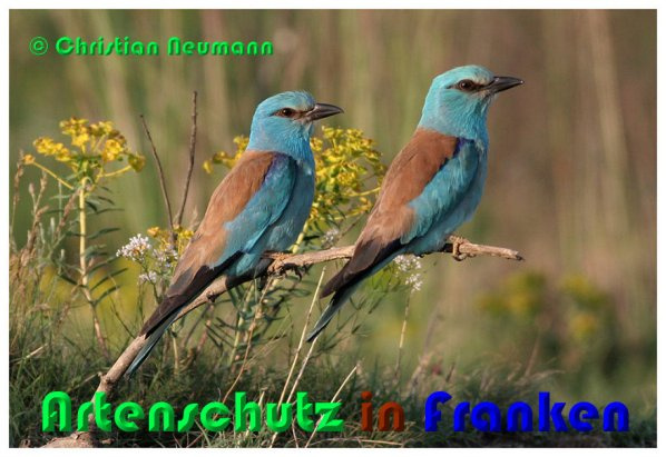 © Artenschutz in Franken® / Christian Neumann Bild zum Eintrag (1039737-160)