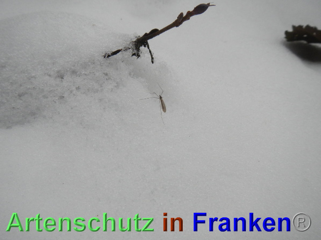 © Artenschutz in Franken® Bild zum Eintrag (1039989-160)