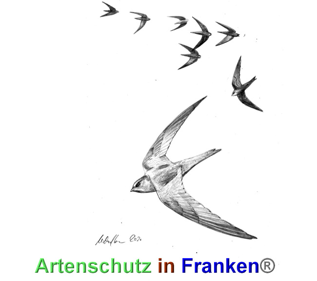 © Artenschutz in Franken® / Michael Horn Bild zum Eintrag (1040103-160)