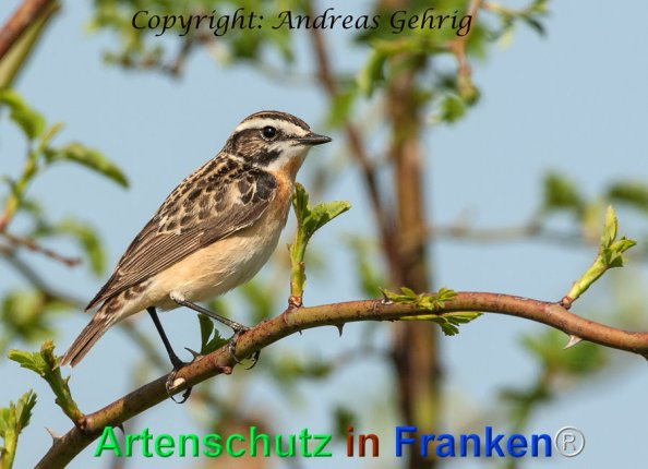 © Artenschutz in Franken® / Andreas Gehrig Bild zum Eintrag (1040150-160)