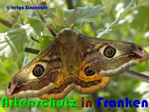 © Artenschutz in Franken® / Helga Zinnnecker Bild zum Eintrag (1040281-160)