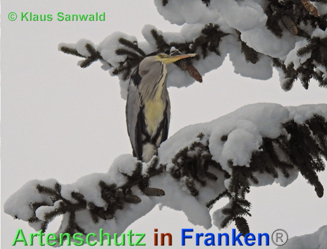 © Artenschutz in Franken® / Klaus Sanwald Bild zum Eintrag (1040374-160)