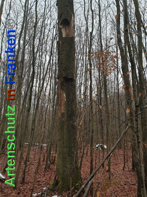 © Artenschutz in Franken® Bild zum Eintrag (1040411-160)