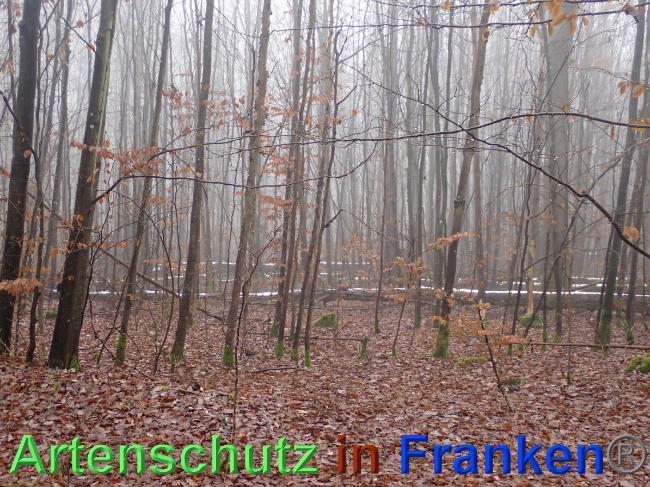 © Artenschutz in Franken® Bild zum Eintrag (1040561-160)
