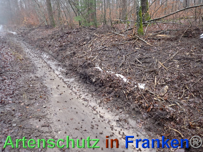 © Artenschutz in Franken® Bild zum Eintrag (1040587-160)