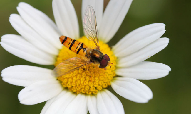 © Foto: Thomas Chrobock Bild zum Eintrag (1040630-160)