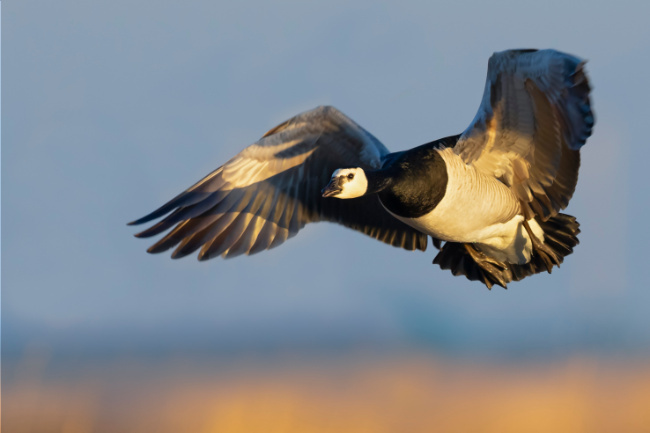 © Verein Jordsand - Thorsten Runge Bild zum Eintrag (1040745-160)