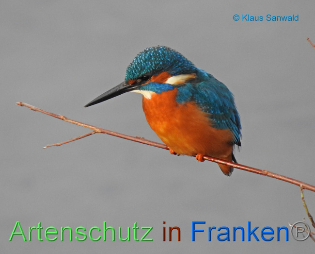 © Artenschutz in Franken® / Klaus Sanwald Bild zum Eintrag (1040791-160)