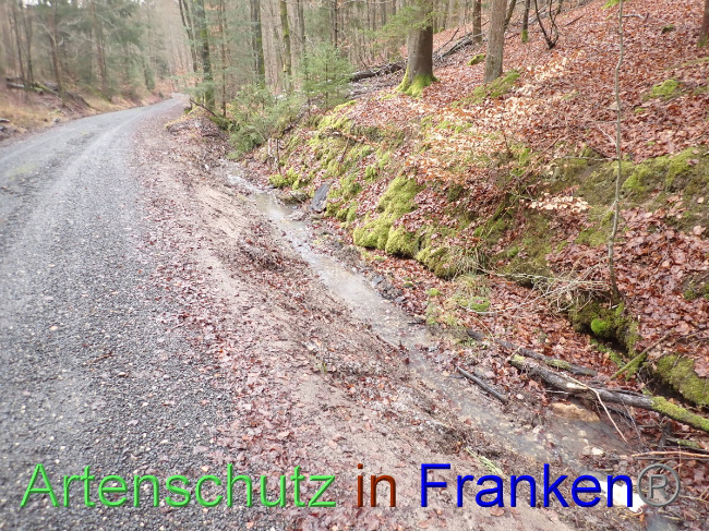 © Artenschutz in Franken® Bild zum Eintrag (1041531-160)