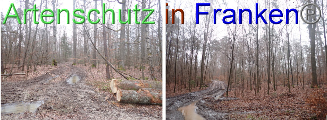© Artenschutz in Franken® Bild zum Eintrag (1041560-160)