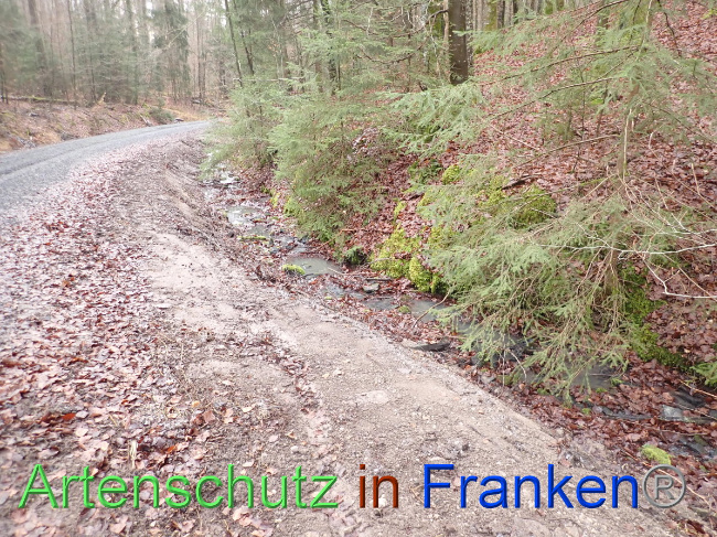 © Artenschutz in Franken® Bild zum Eintrag (1041562-160)