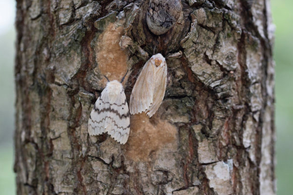 © Bayerische Landesanstalt für Wald und Forstwirtschaft / Andreas Hahn Bild zum Eintrag (1041605-160)