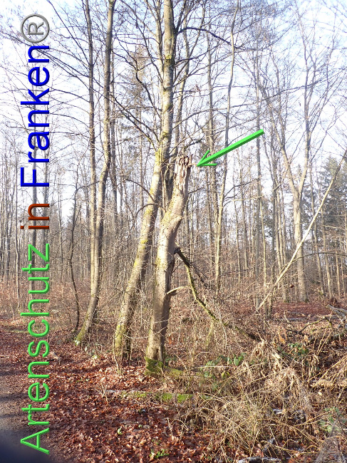 © Artenschutz in Franken® Bild zum Eintrag (1041660-160)