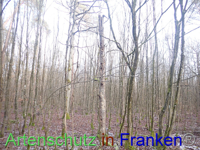 © Artenschutz in Franken® Bild zum Eintrag (1041681-160)