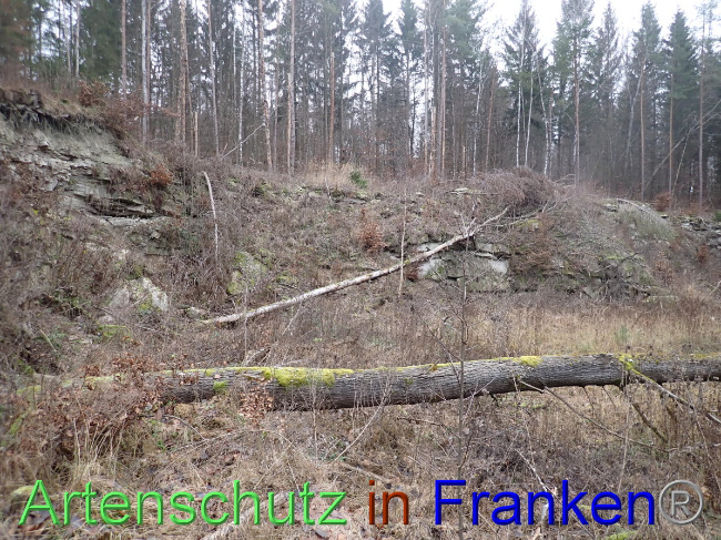 © Artenschutz in Franken® Bild zum Eintrag (1041687-160)