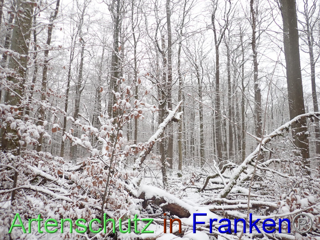 © Artenschutz in Franken® Bild zum Eintrag (1041691-160)