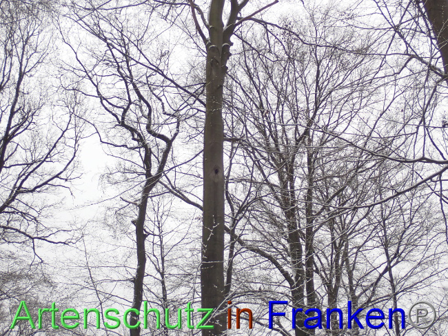 © Artenschutz in Franken® Bild zum Eintrag (1041721-160)