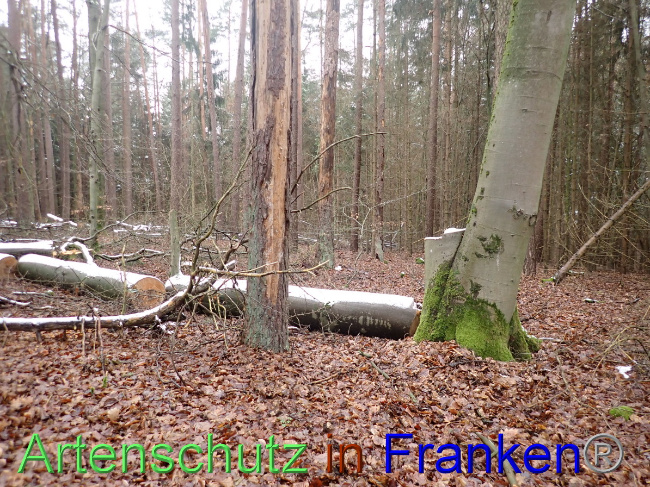 © Artenschutz in Franken® Bild zum Eintrag (1041800-160)