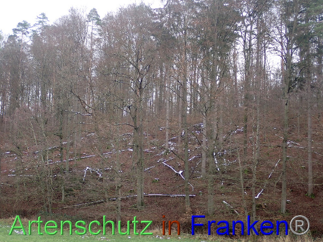 © Artenschutz in Franken® Bild zum Eintrag (1041815-160)