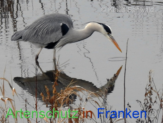 © Artenschutz in Franken® / Klaus Sanwald Bild zum Eintrag (1041846-160)