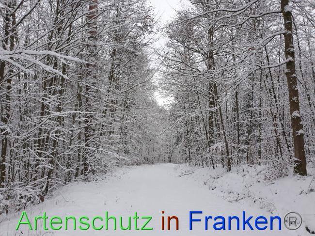 © Artenschutz in Franken® Bild zum Eintrag (1041865-160)