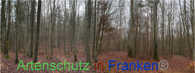 © Artenschutz in Franken® Bild zum Eintrag (1041901-160)