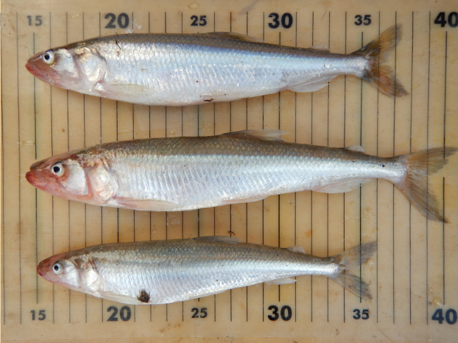 © © Dipl. Biol. Ingo Lübker Bild zum Eintrag (1041911-160)