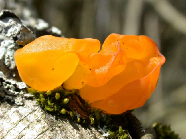 © Foto: Peter Karasch Bild zum Eintrag (1042078-160)