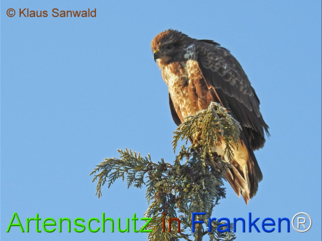 © Artenschutz in Franken® / Klaus Sanwald Bild zum Eintrag (1042102-160)