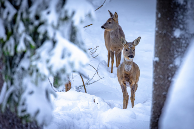 © Foto: BaySF/Martin Hertel Bild zum Eintrag (1042240-160)