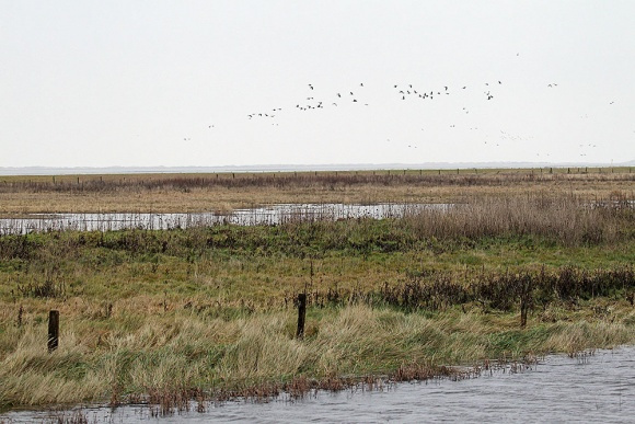 © Foto: Onno K. Gent/NLPV Bild zum Eintrag (1042249-160)