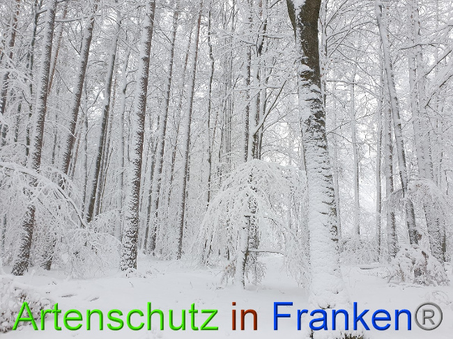 © Artenschutz in Franken® Bild zum Eintrag (1042553-160)