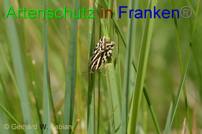 © Artenschutz in Franken® / Gerhard W. Fabian Bild zum Eintrag (1042768-160)