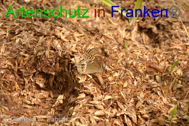 © Artenschutz in Franken® / © Gerhard W. Fabian Bild zum Eintrag (1042829-160)