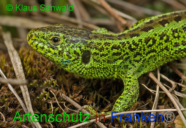© Artenschutz in Franken® / Klaus Sanwald Bild zum Eintrag (1042985-160)