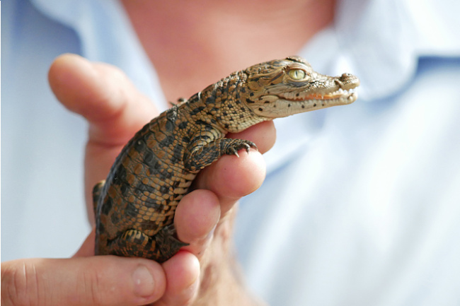 © Zoo Hoyerswerda - Verband der Zoologischen Gärten (VdZ) Bild zum Eintrag (1042992-160)