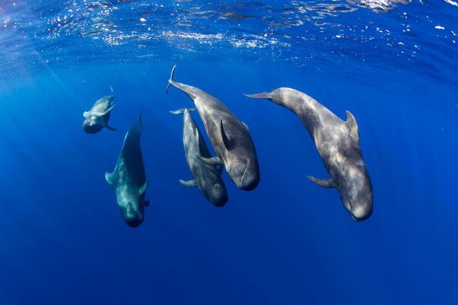 Copyright Turismo de Tenerife Bild zum Eintrag (1043081-160)