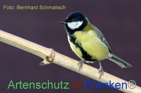 © Artenschutz in Franken® / Bernhard Schmalisch Bild zum Eintrag (1043218-160)
