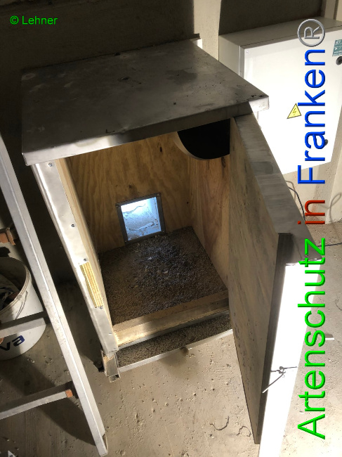 © Artenschutz in Franken® / Lehner Bild zum Eintrag (1043301-160)