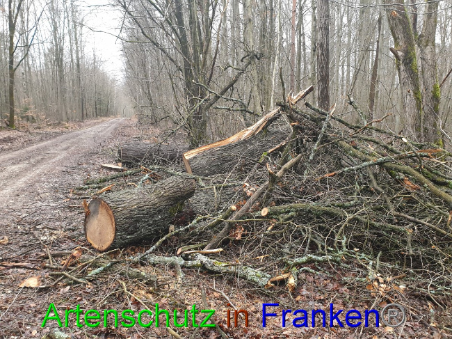 © Artenschutz in Franken® Bild zum Eintrag (1043404-160)