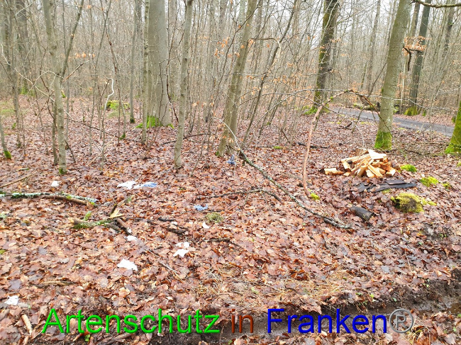 © Artenschutz in Franken® Bild zum Eintrag (1043430-160)