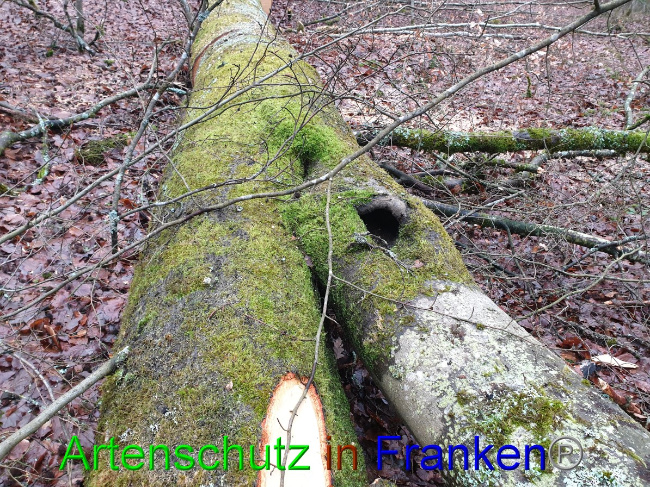© Artenschutz in Franken® Bild zum Eintrag (1043440-160)