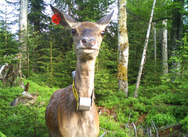 © Foto: Nationalpark Bayerischer Wald Bild zum Eintrag (1043546-160)