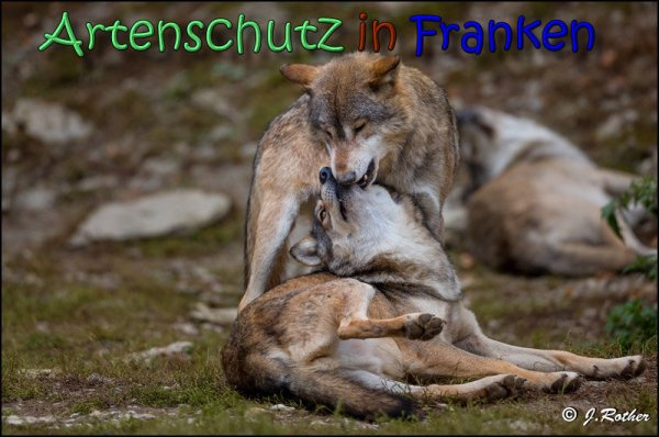 © Artenschutz in Franken® / Johannes Rother Bild zum Eintrag (1043583-160)
