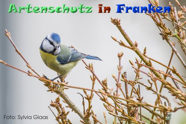 © Artenschutz in Franken® / Sylvia Glaas Bild zum Eintrag (1043591-160)